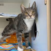 Photo of Silly Goose