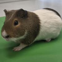 Photo of Poirot