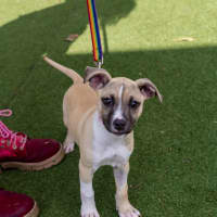 Photo of Lottie Bell