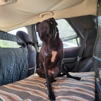 Photo of Tee. 26kg Cat Friendly