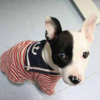 Photo of Patch 