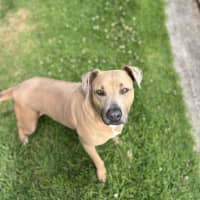 Photo of Lucy