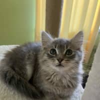 Photo of Cleo (Cleopatra)   In Foster Care In Doncaster 