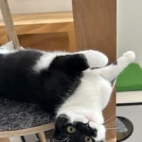 Photo of Hunter (Bonded To Einstein)
