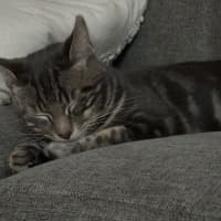 Photo of Rollo