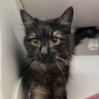 Photo of Shadow