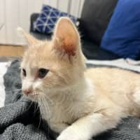 Photo of Stumpy