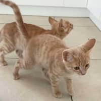 Photo of Mufasa ** 2nd Chance Cat Rescue**