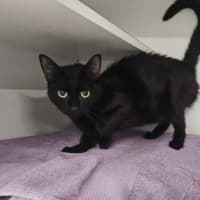 Photo of Petunia