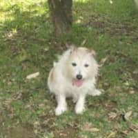 Photo of Archie