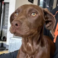 Photo of Polly Waffle