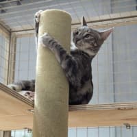Photo of Arthur ** 2nd Chance Cat Rescue**