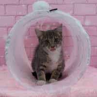Photo of Misty