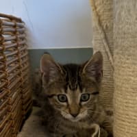 Photo of String Bean