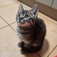 Photo of Hiccup