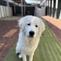 Photo of Ollie