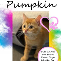 Photo of Pumpkin