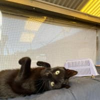 Photo of Binx