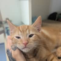 Photo of Louie (Duffel)