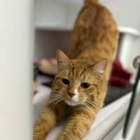 Photo of Twinkie