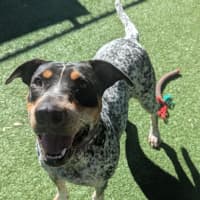 Photo of Ruby