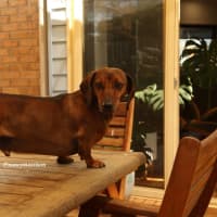 Photo of Frankie Silvanus