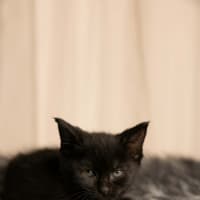 Photo of Zuzu