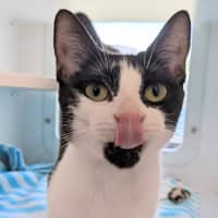 Photo of Inky