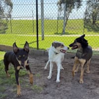Photo of Bolt