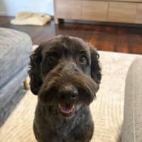 Photo of Remy