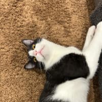Photo of Moose