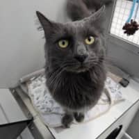 Photo of Lancelot