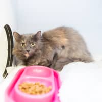 Photo of Pearl