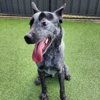 Photo of Spike