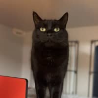 Photo of Henry 