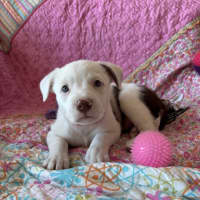 Photo of Cookie