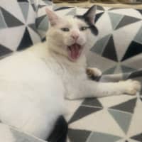 Photo of Horace & Blackie 