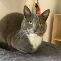 Photo of 🎀🪿Goose🪿🎀