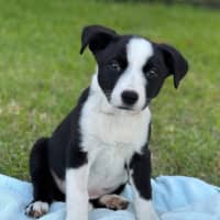 Photo of White Knight 