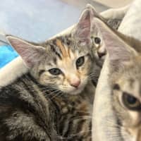 Photo of Khaleesi