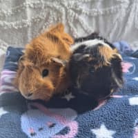 Photo of Periwinkle & Diesel