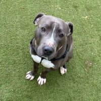 Photo of Milo