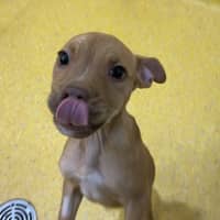 Photo of Snickers