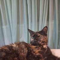 Photo of Fluffy