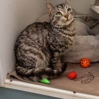 Photo of Bunny Rabbitt