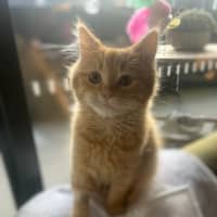 Photo of Princess Peach   Located In Kensington