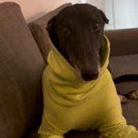 Photo of Sully
