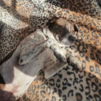 Photo of Pat In The Hat