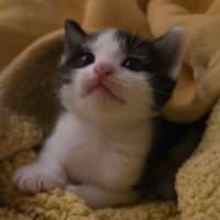Photo of Oreo