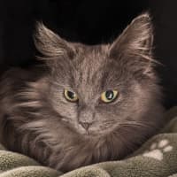 Photo of Toto